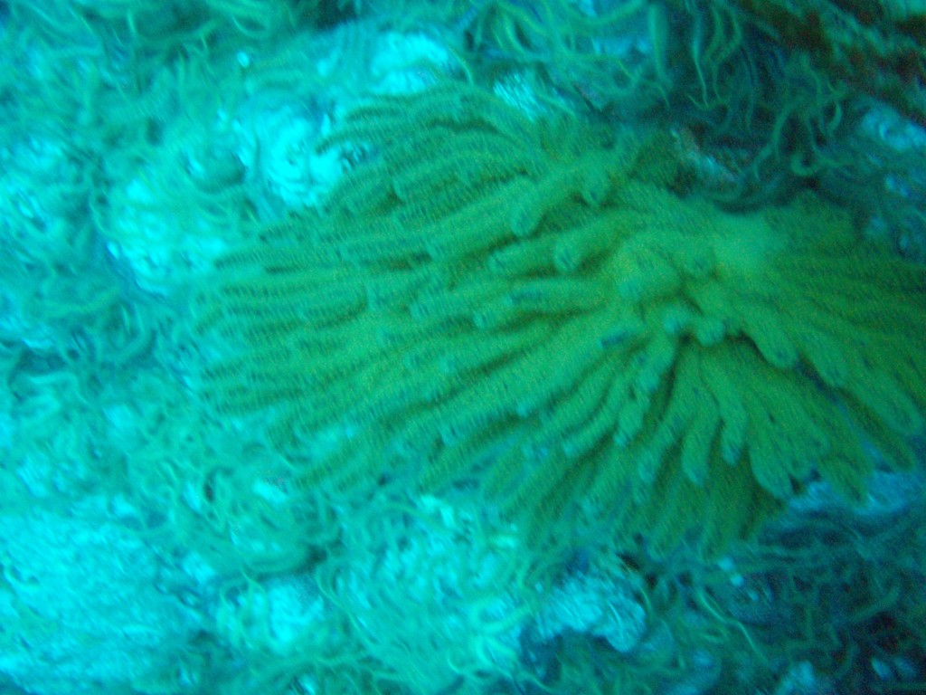 sm_PA256431.JPG