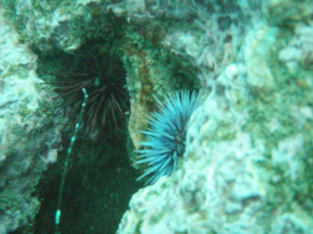 sm_P1186497.JPG